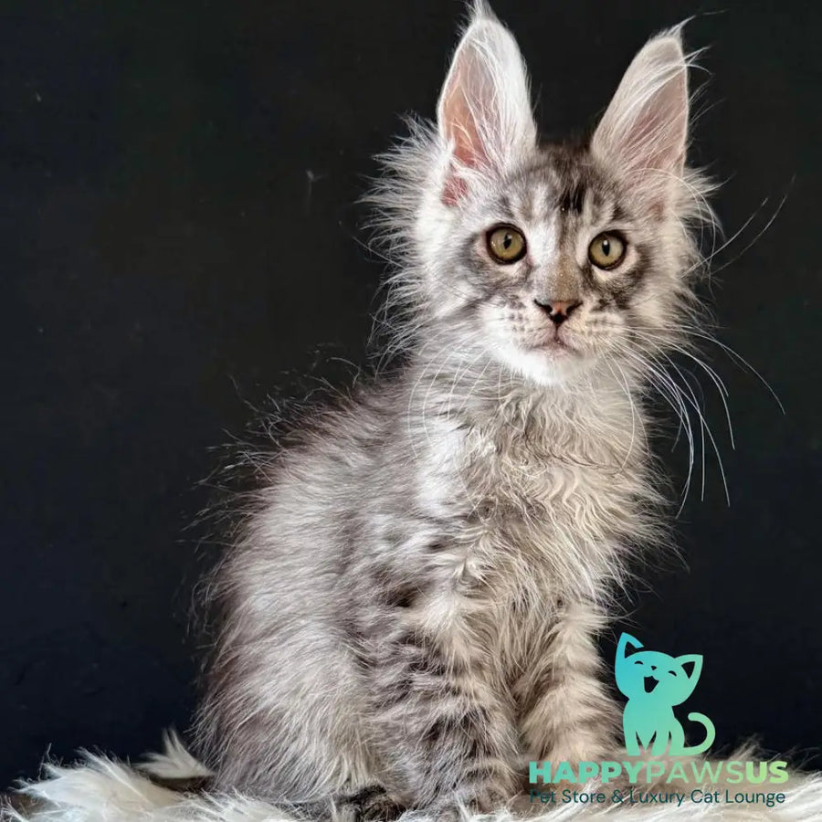 Lans Maine Coon male black silver tabby - live animals