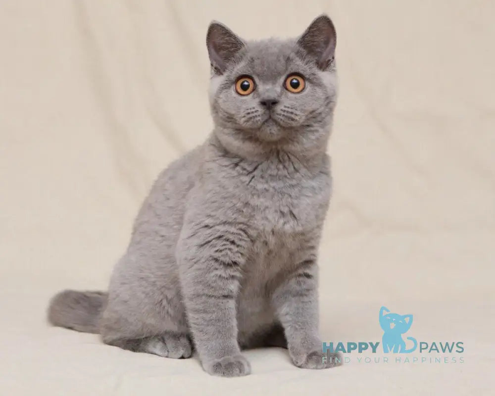 Lapushka British Shorthair female blue live animals