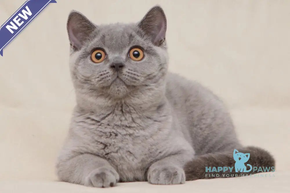 Lapushka British Shorthair female blue live animals