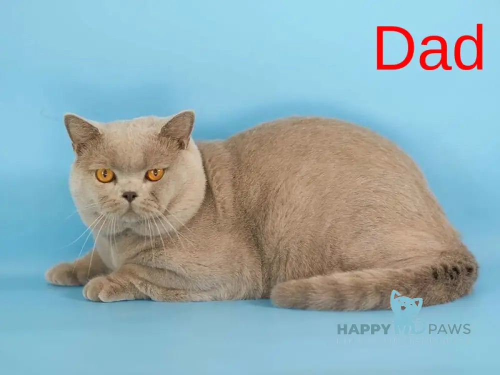 Lapushka British Shorthair female blue live animals