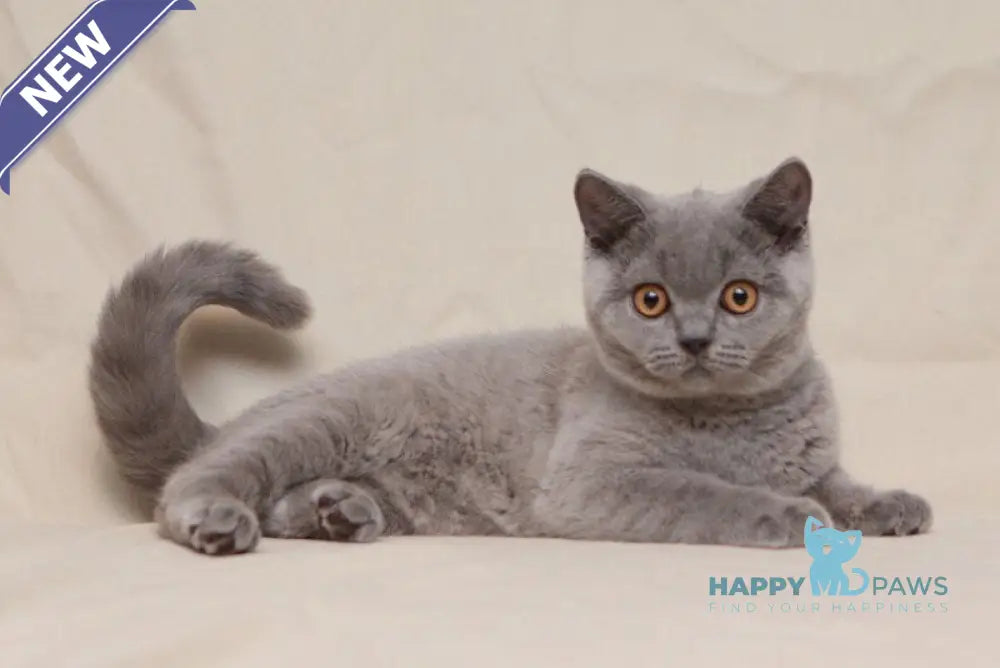 Lapushka British Shorthair female blue live animals