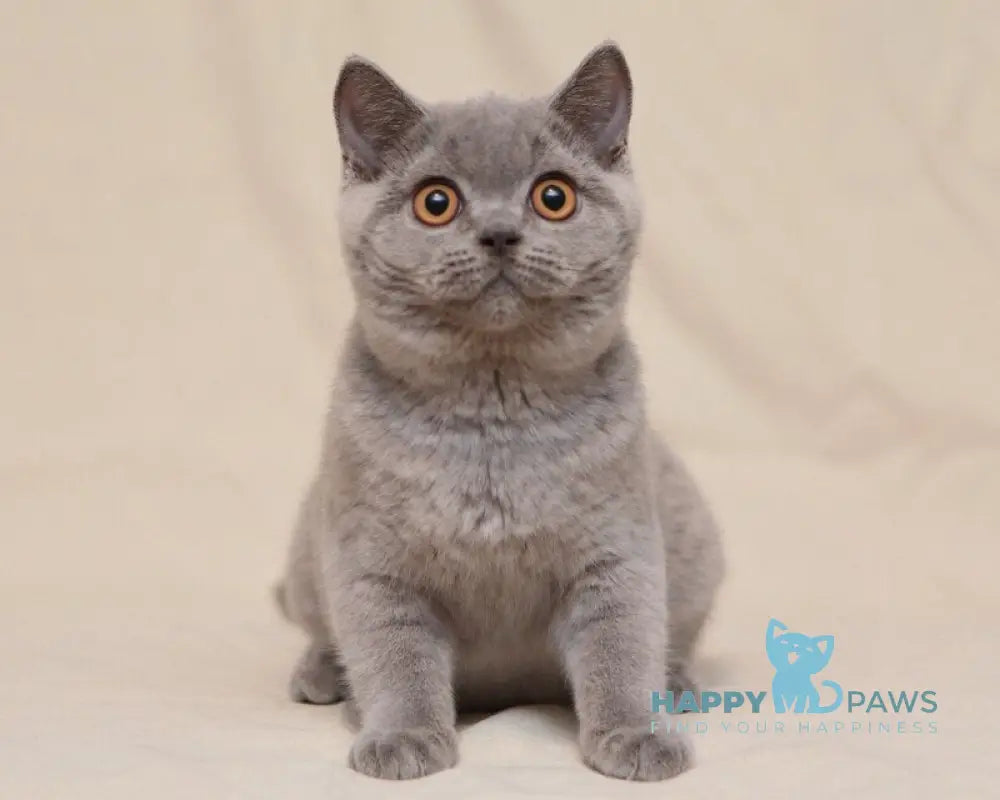 Lapushka British Shorthair female blue live animals
