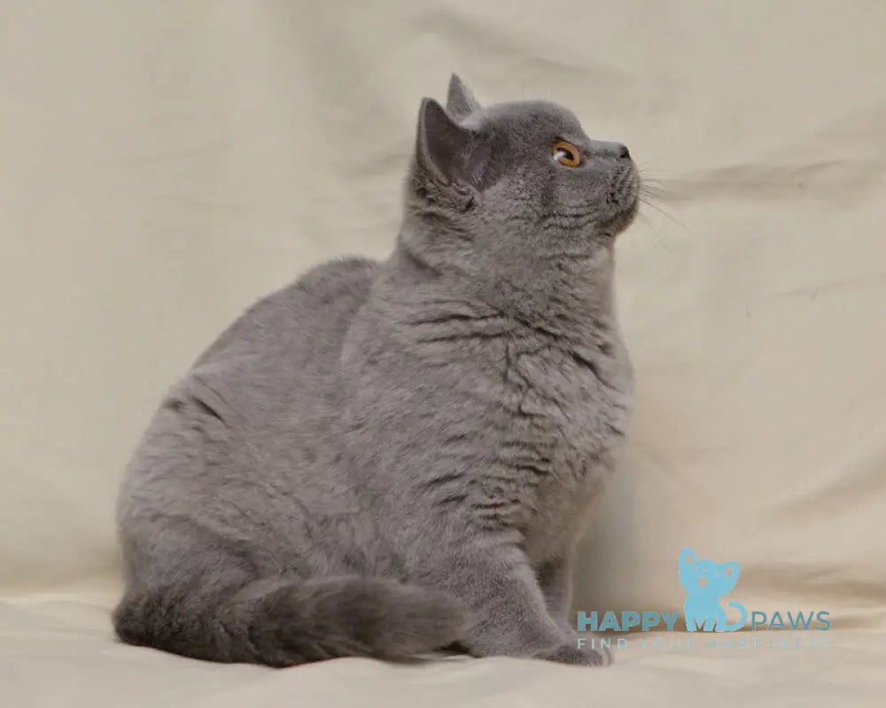 Lapushka British Shorthair female blue live animals