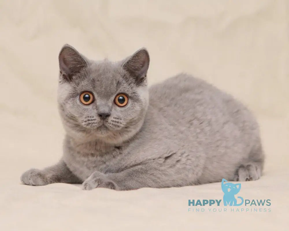 Lapushka British Shorthair female blue live animals