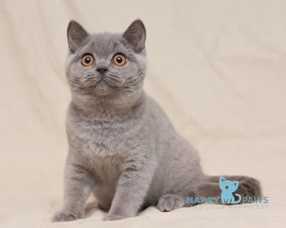 Lapushka British Shorthair female blue live animals