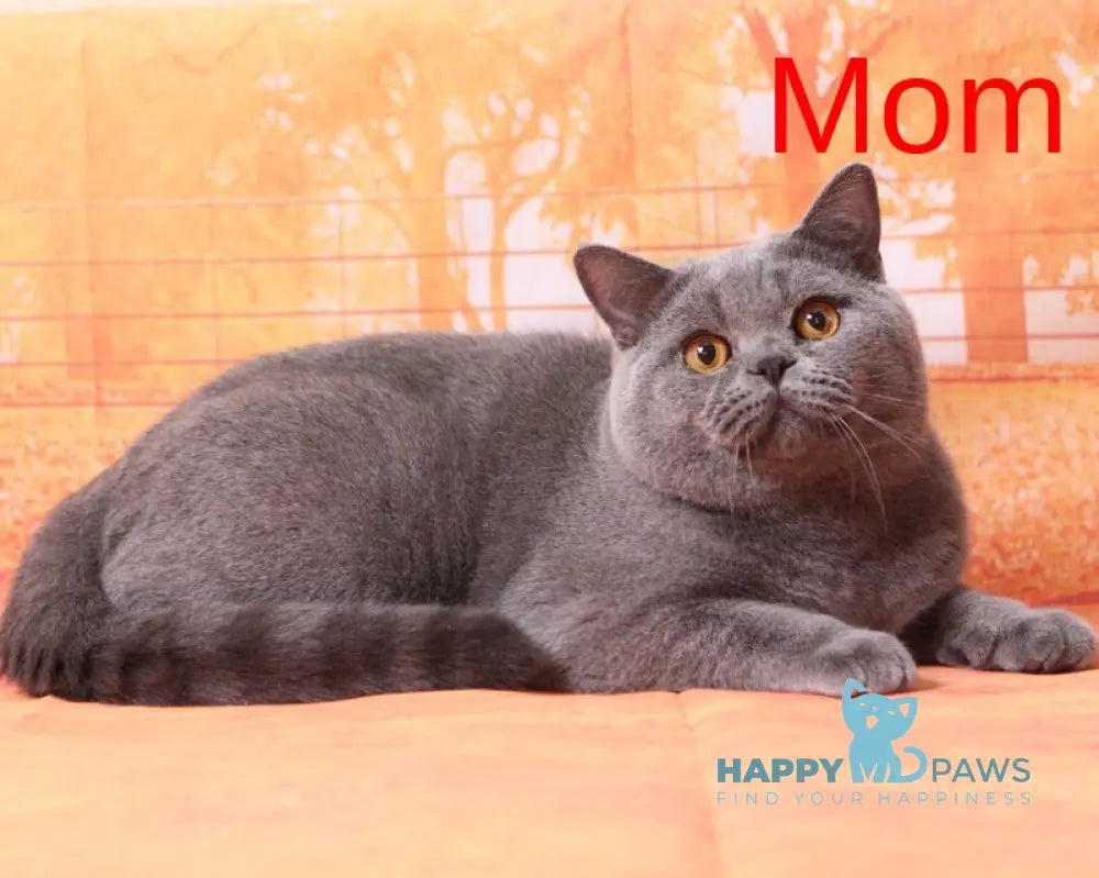 Lapushka British Shorthair female blue live animals