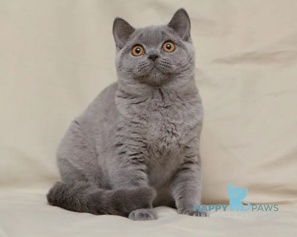 Lapushka British Shorthair female blue live animals