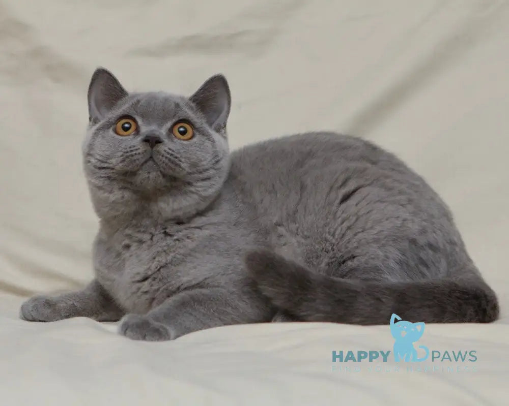 Lapushka British Shorthair female blue live animals
