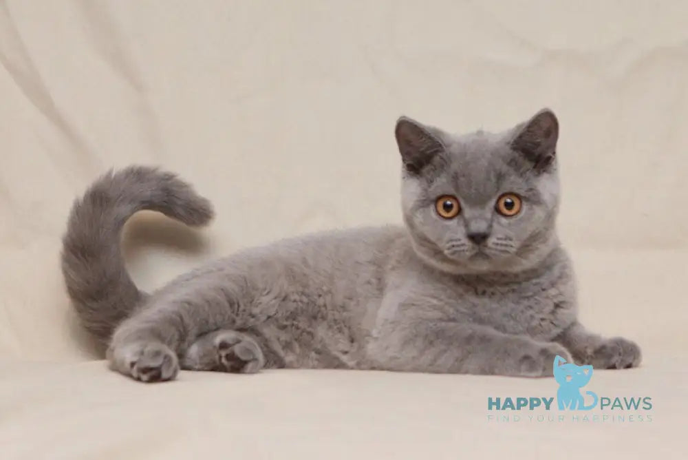 Lapushka British Shorthair female blue live animals