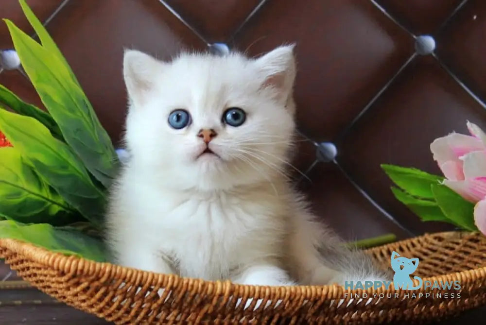Lara British Shorthair female black silver shaded live animals