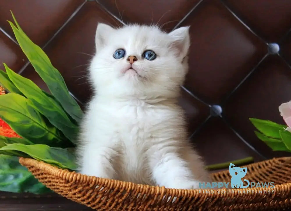 Lara British Shorthair female black silver shaded live animals