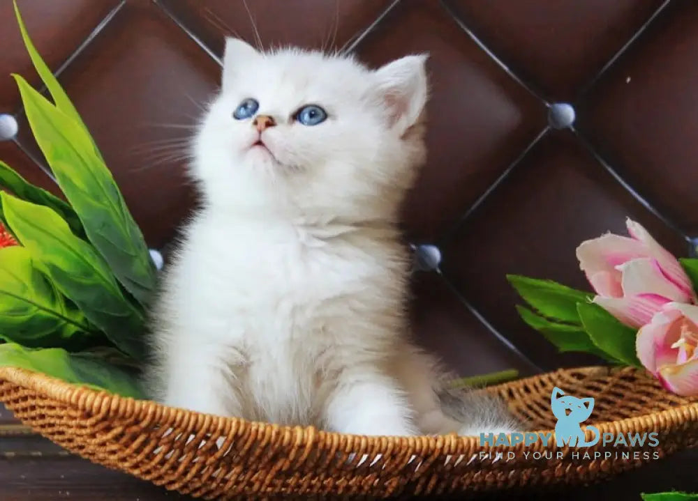 Lara British Shorthair female black silver shaded live animals