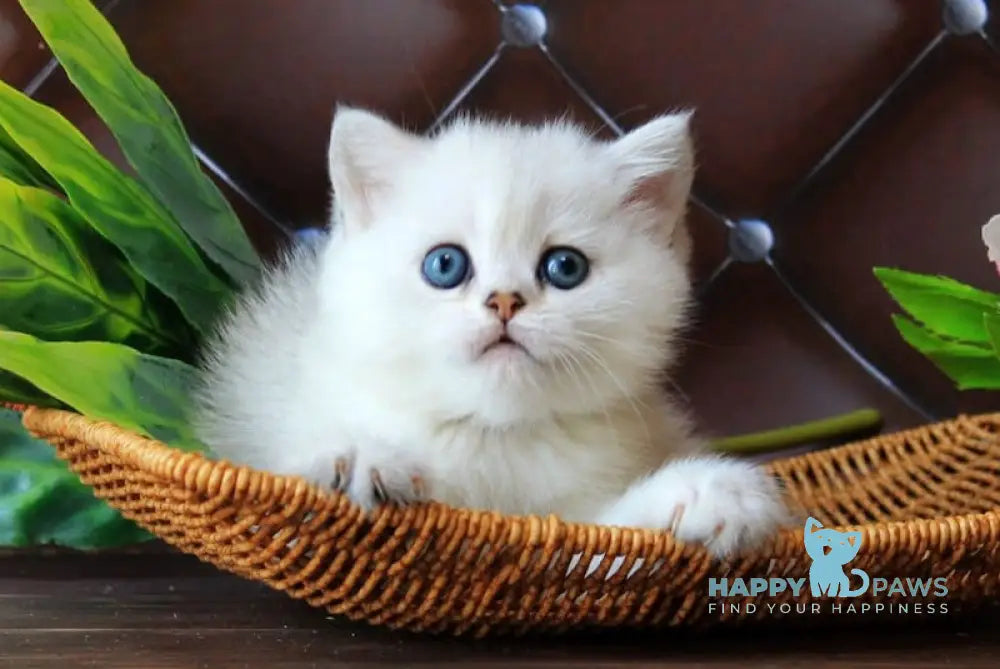 Lara British Shorthair female black silver shaded live animals