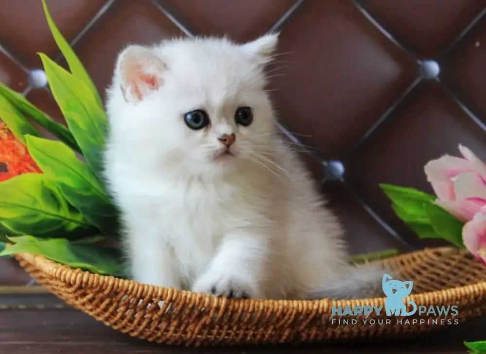 Lara British Shorthair female black silver shaded live animals