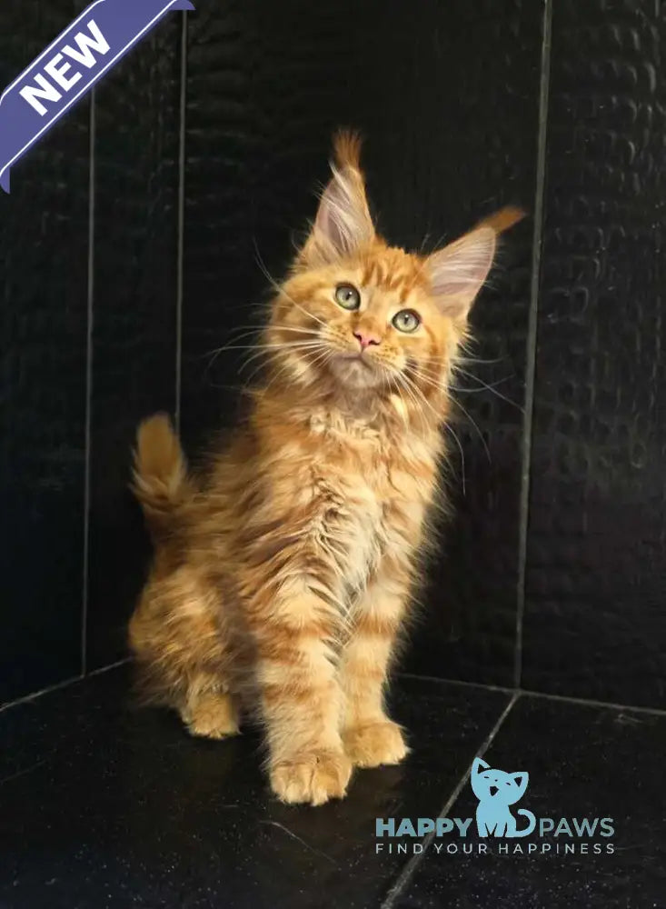 Lara Maine Coon female red live animals