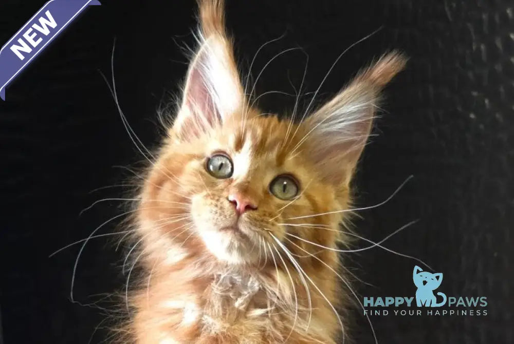 Lara Maine Coon female red live animals