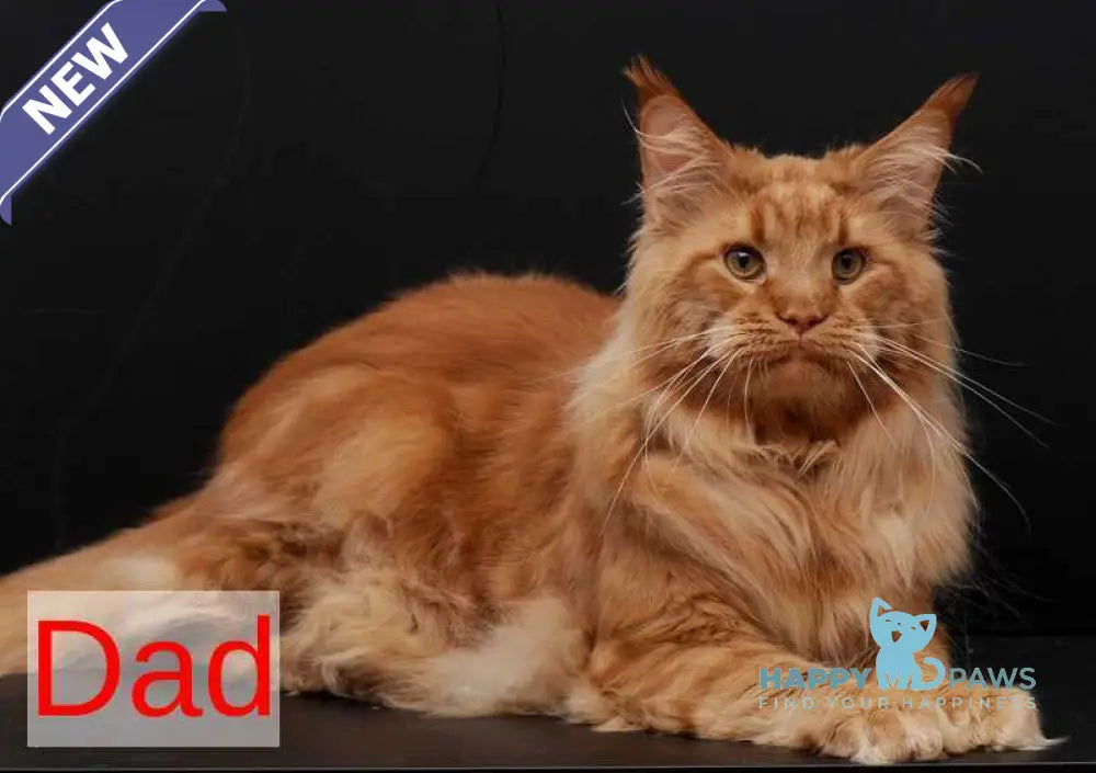 Lara Maine Coon female red live animals