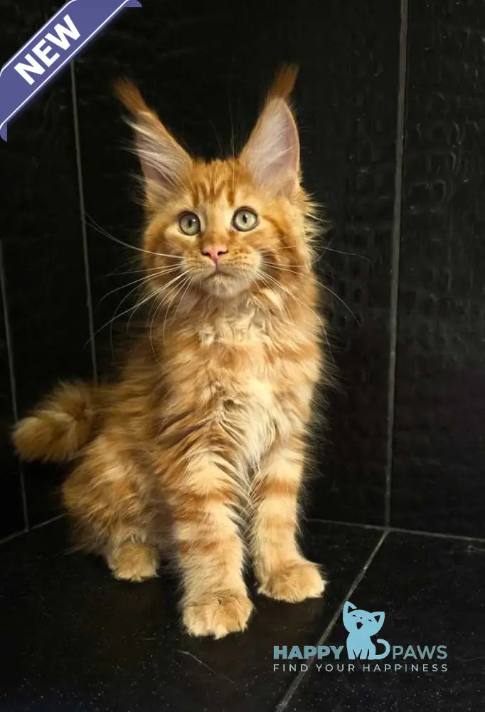 Lara Maine Coon female red live animals