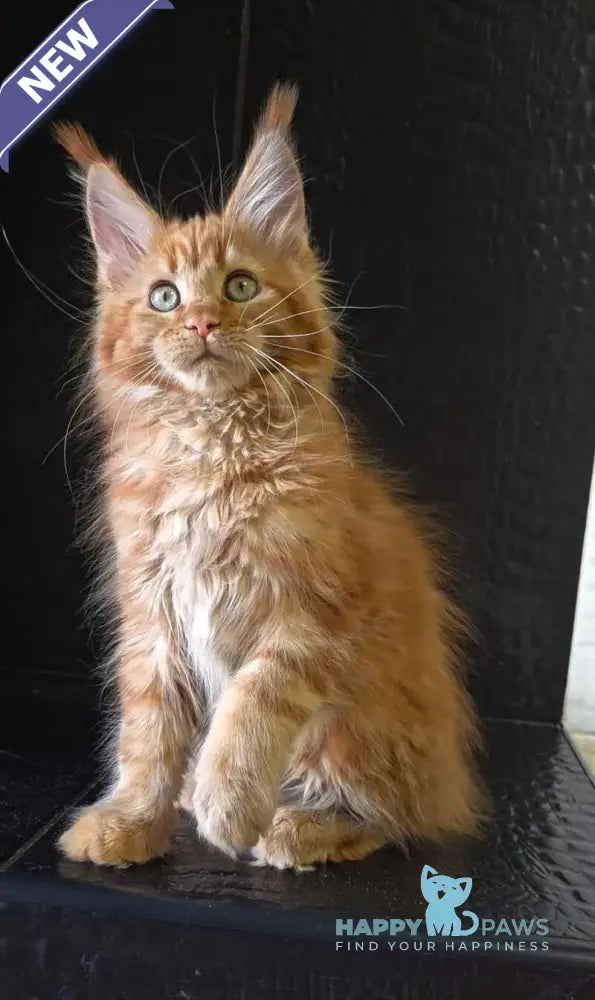 Lara Maine Coon female red live animals