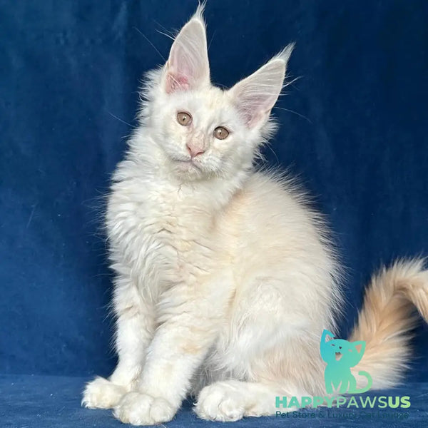 Large Sam Maine Coon male red silver shaded - live animals