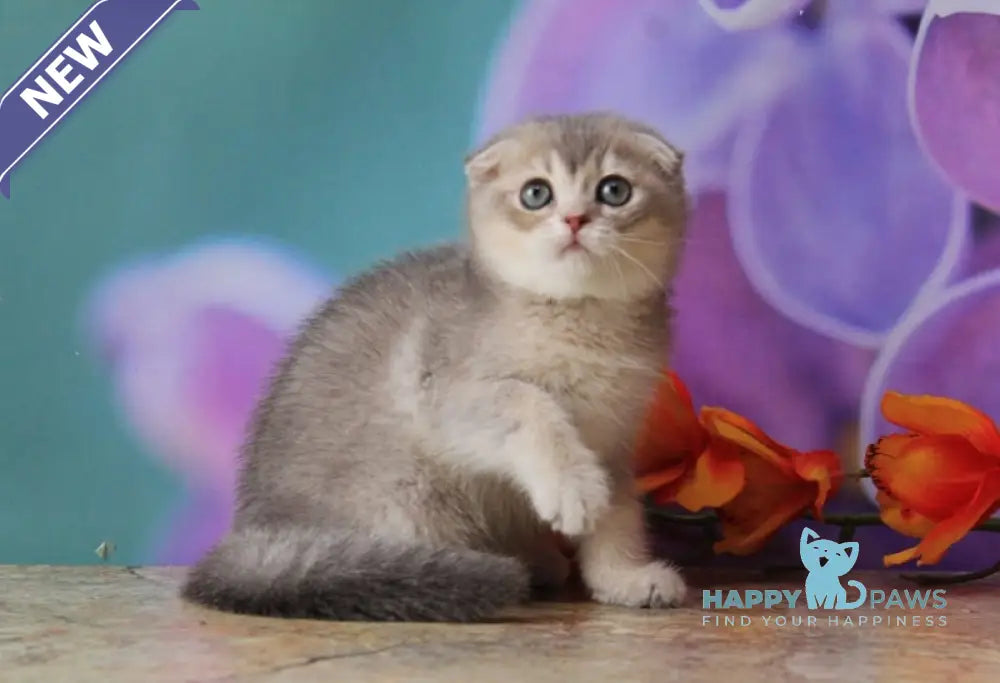 Largo Scottish Fold male blue golden shaded live animals