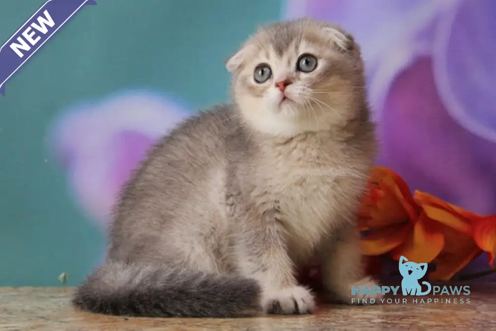 Largo Scottish Fold male blue golden shaded live animals