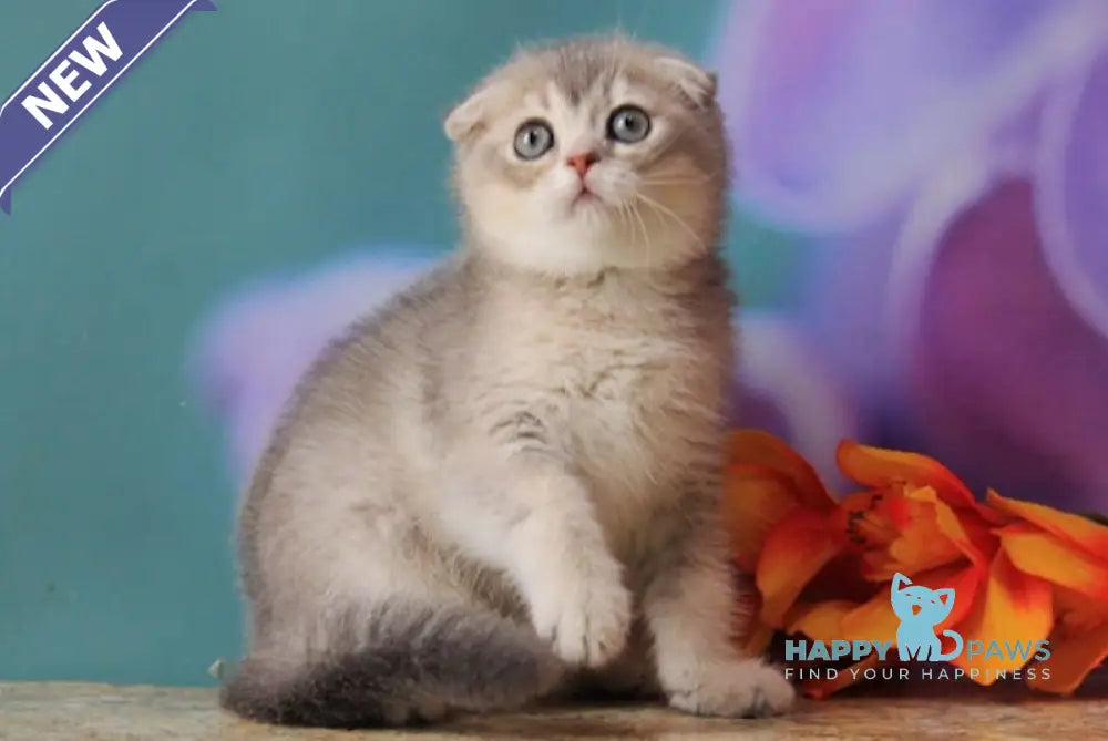 Largo Scottish Fold male blue golden shaded live animals
