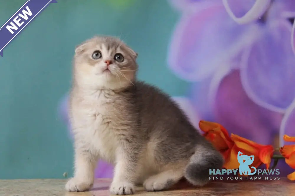 Largo Scottish Fold male blue golden shaded live animals