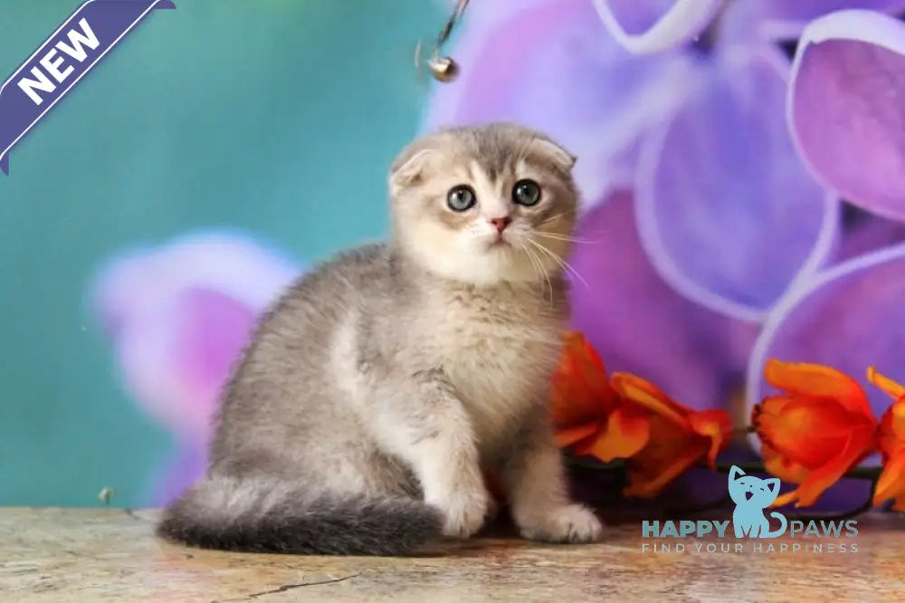 Largo Scottish Fold male blue golden shaded live animals