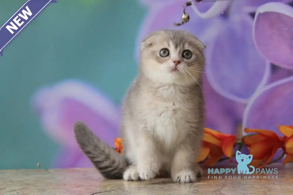 Largo Scottish Fold male blue golden shaded live animals