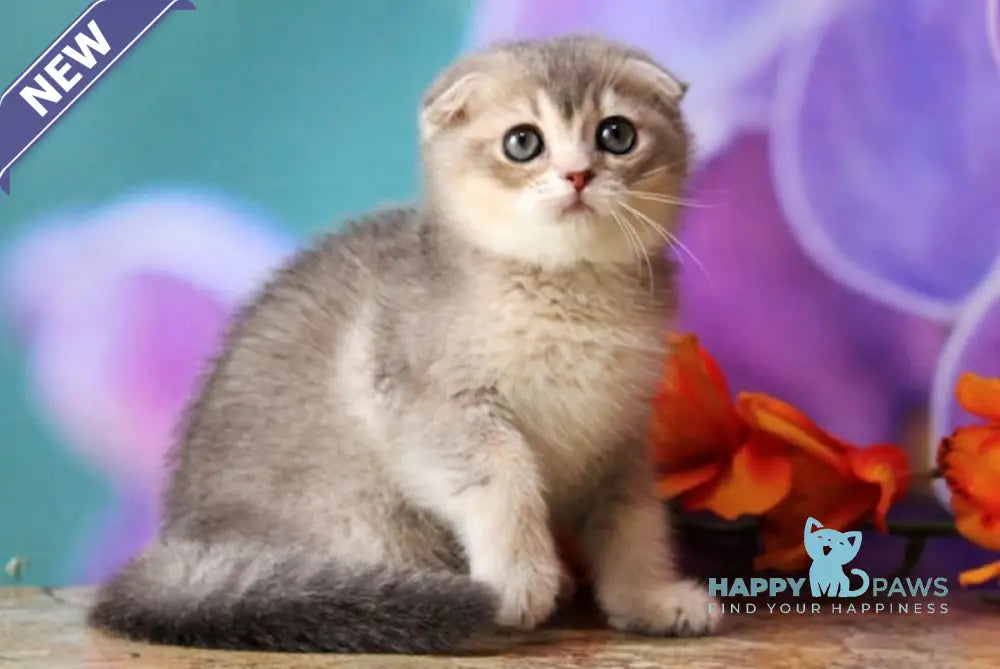 Largo Scottish Fold male blue golden shaded live animals