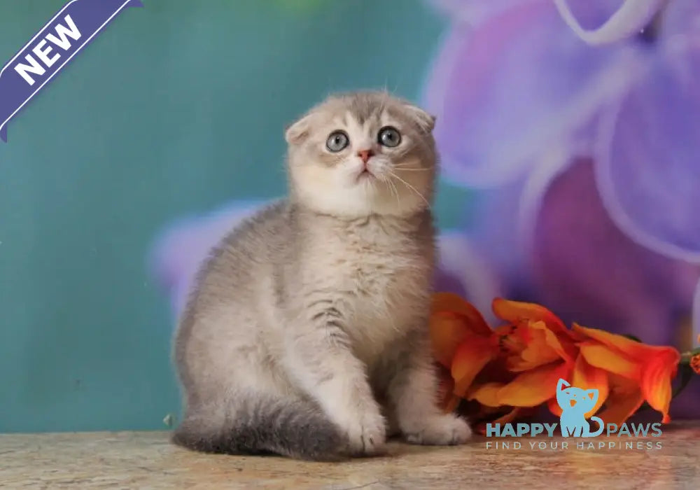 Largo Scottish Fold male blue golden shaded live animals
