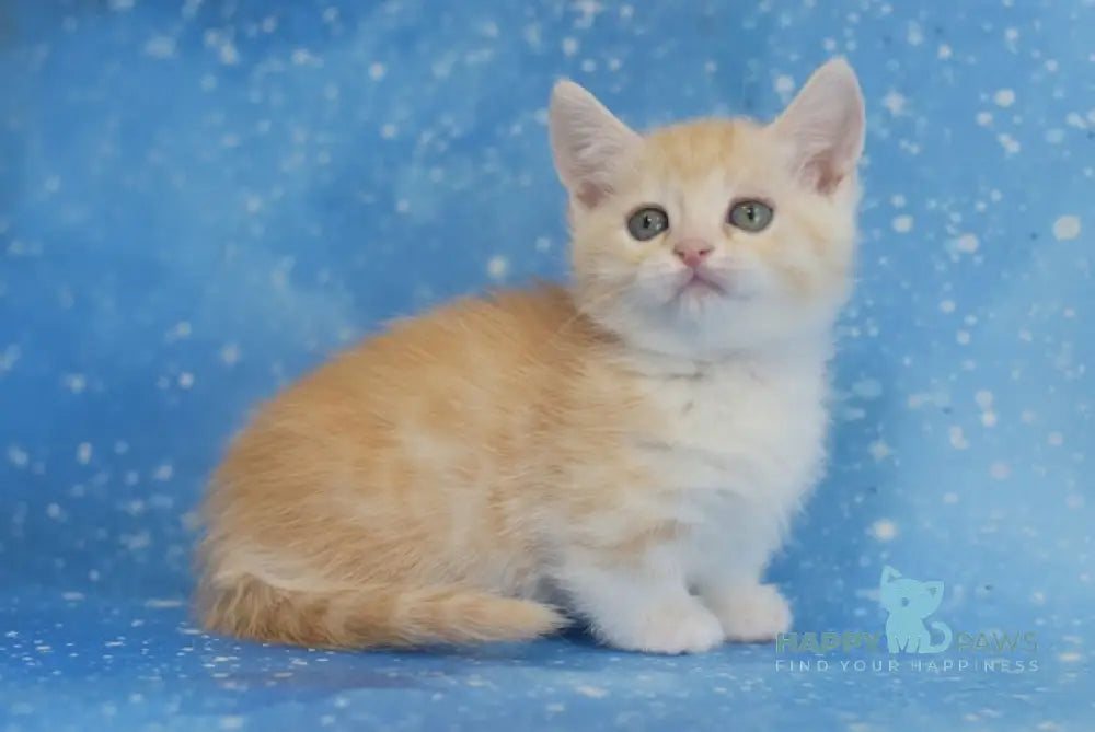 Lari Munchkin male red silver spotted tabby bicolour live animals
