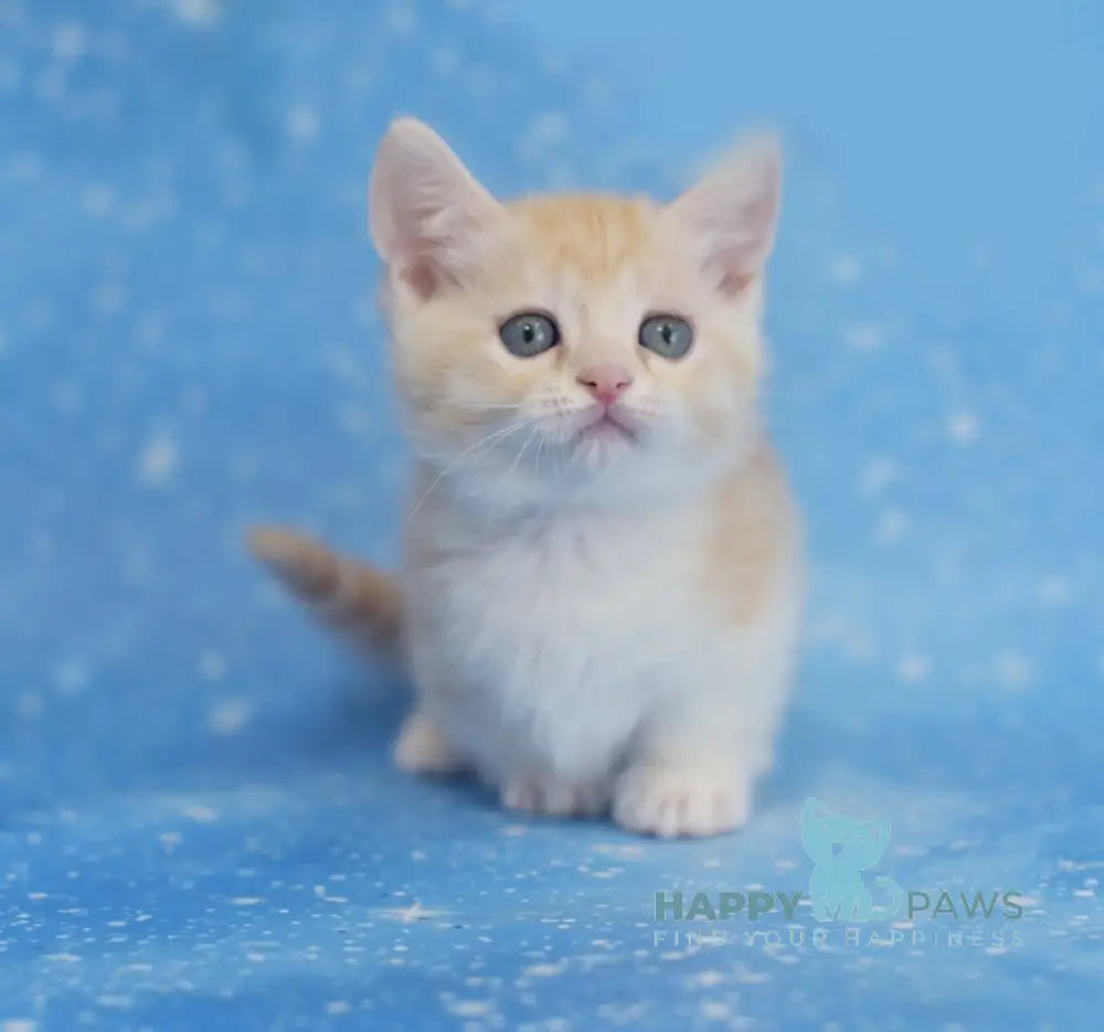 Lari Munchkin male red silver spotted tabby bicolour live animals