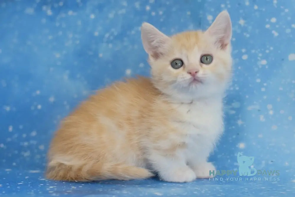 Lari Munchkin male red silver spotted tabby bicolour live animals