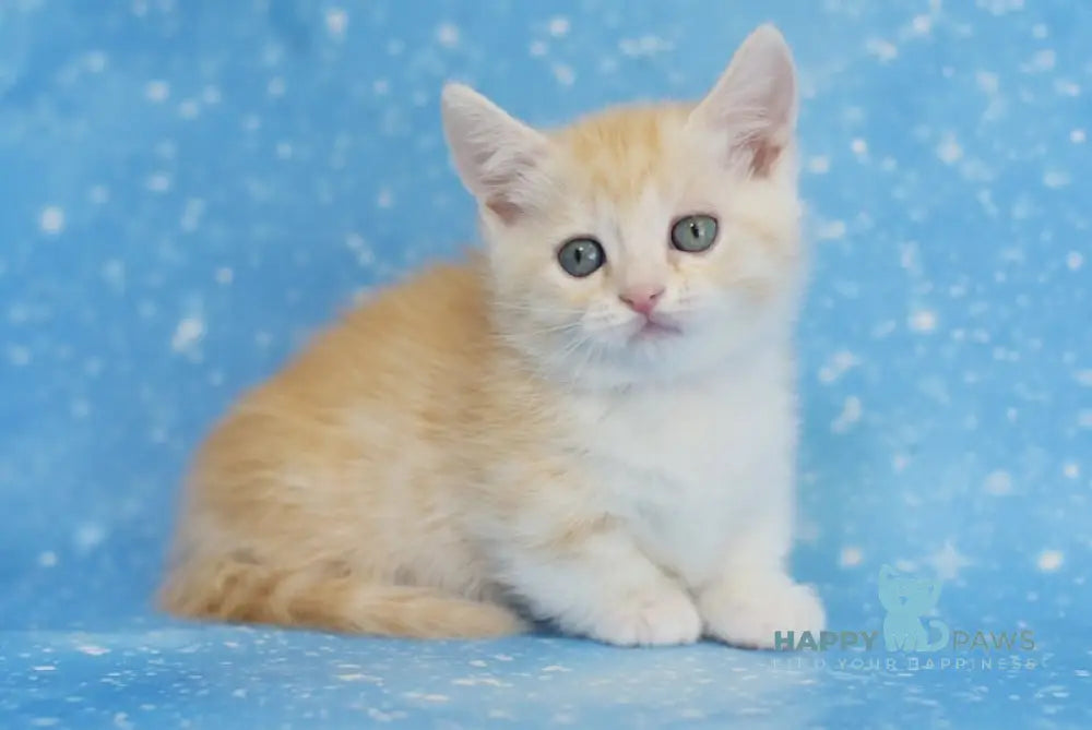 Lari Munchkin male red silver spotted tabby bicolour live animals
