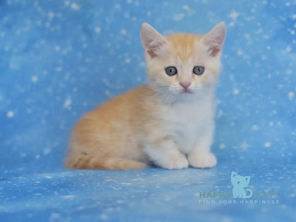 Lari Munchkin male red silver spotted tabby bicolour live animals