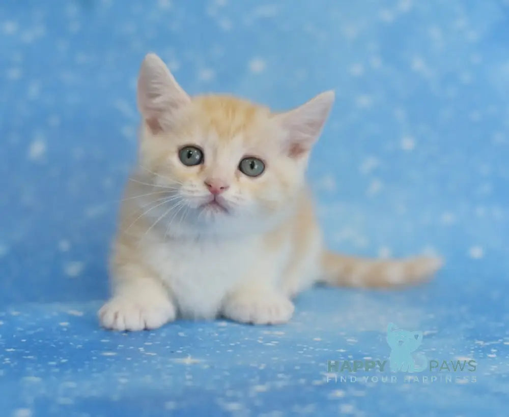 Lari Munchkin male red silver spotted tabby bicolour live animals