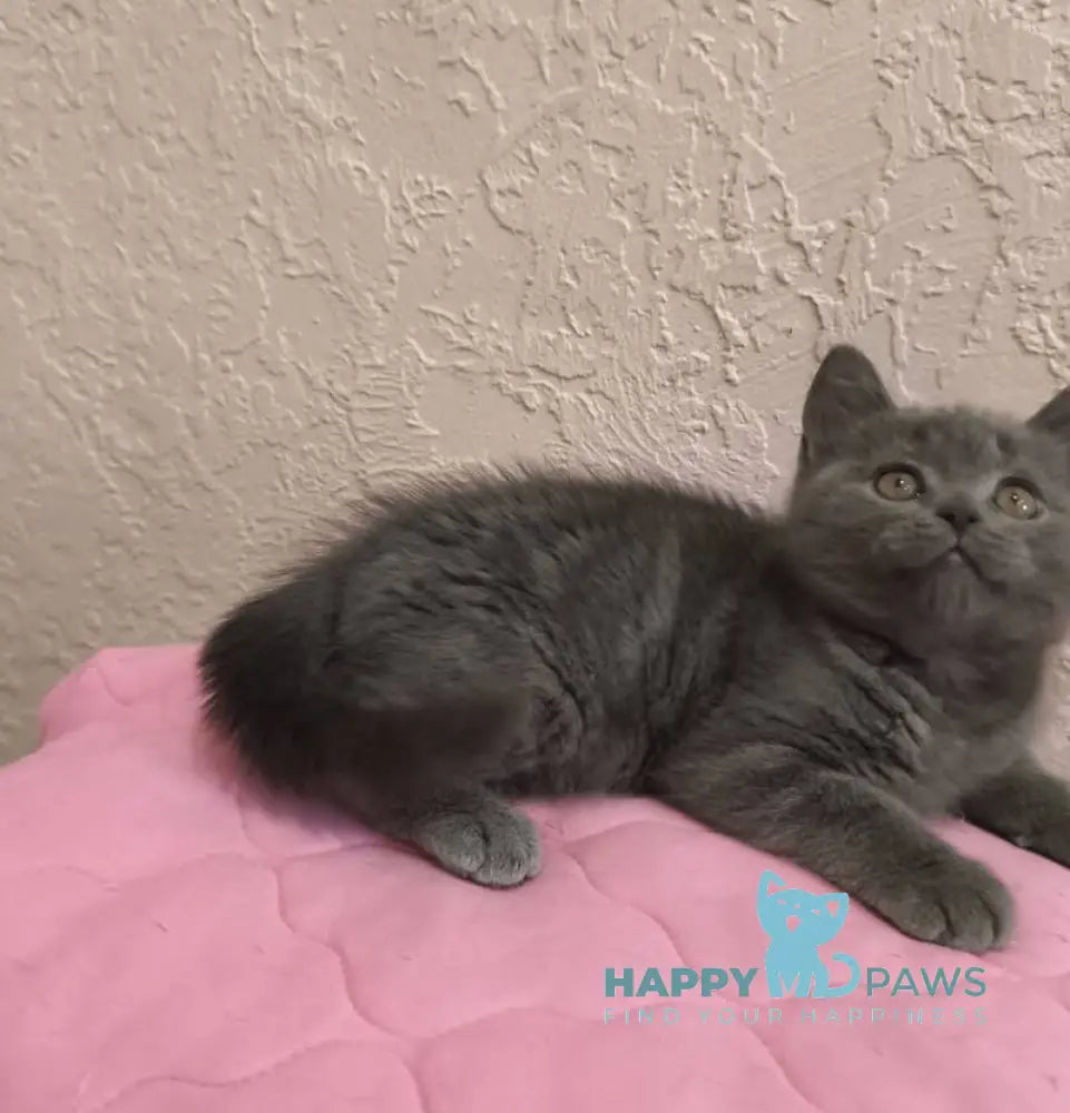 Larik British Shorthair male blue live animals