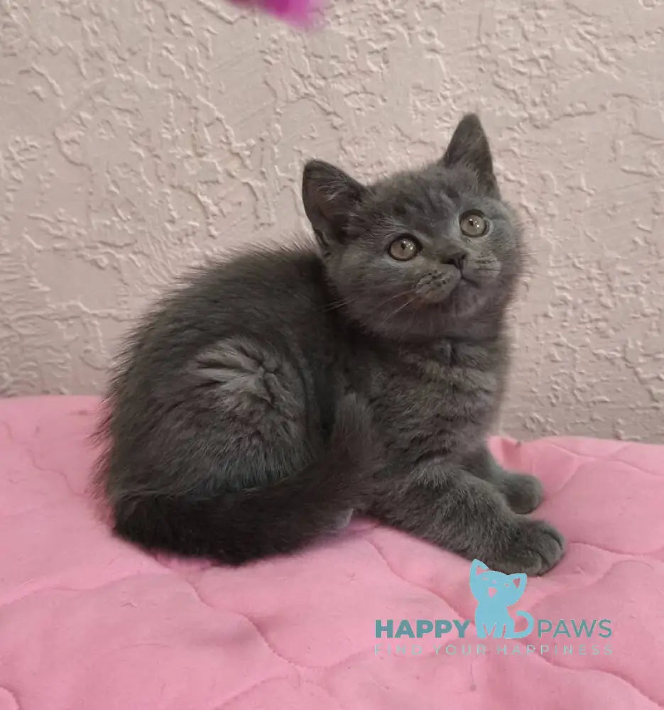 Larik British Shorthair male blue live animals