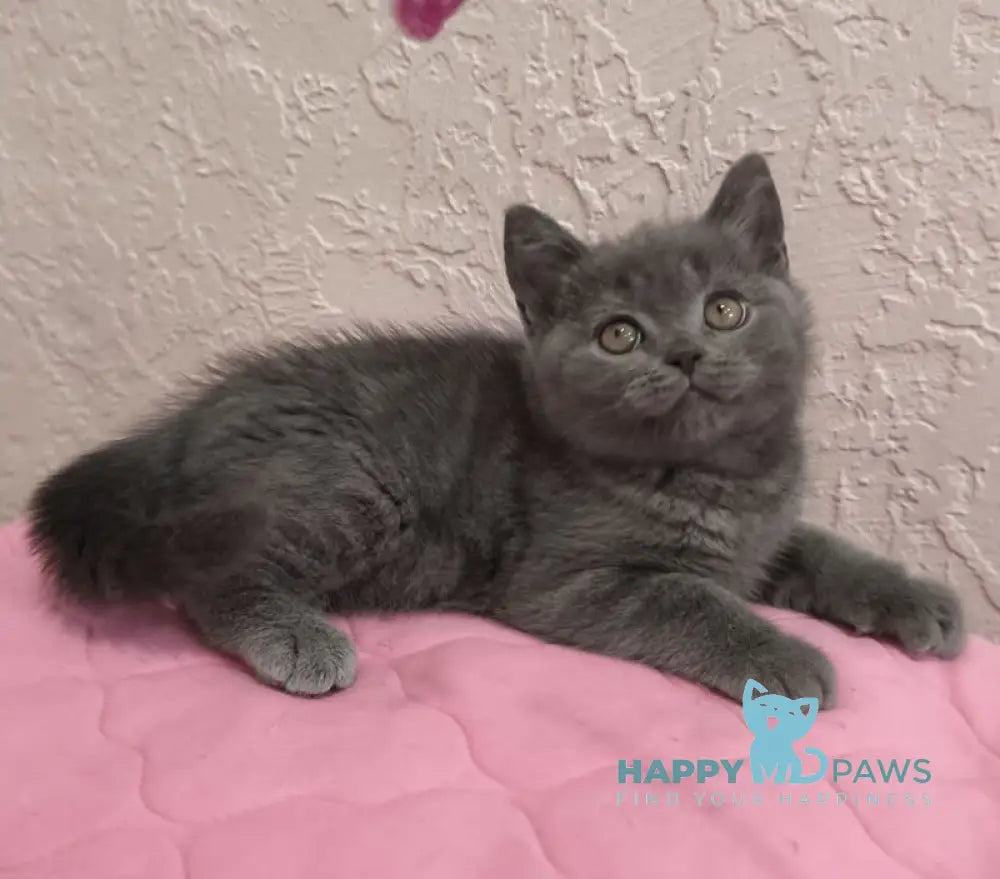 Larik British Shorthair male blue live animals