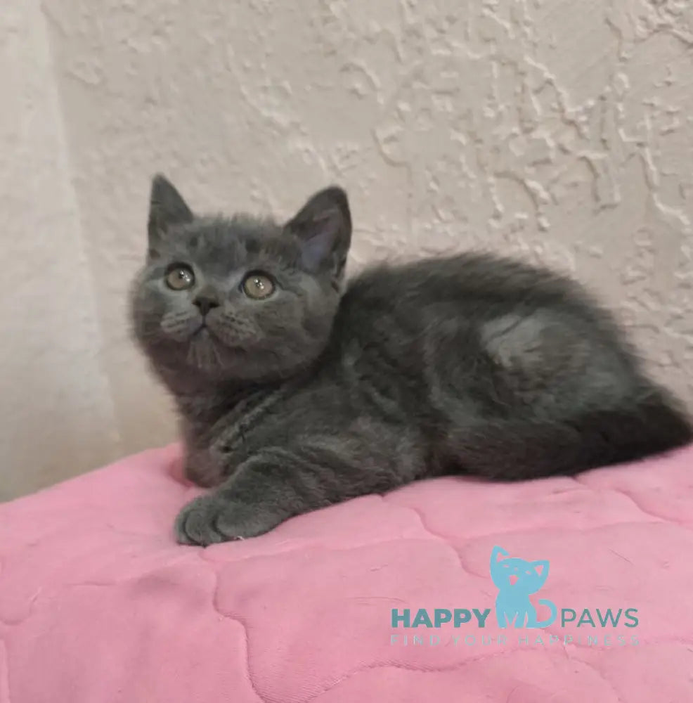 Larik British Shorthair male blue live animals