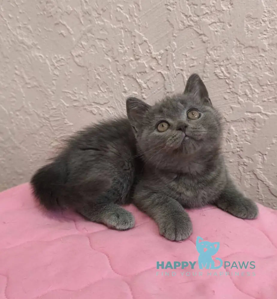 Larik British Shorthair male blue live animals