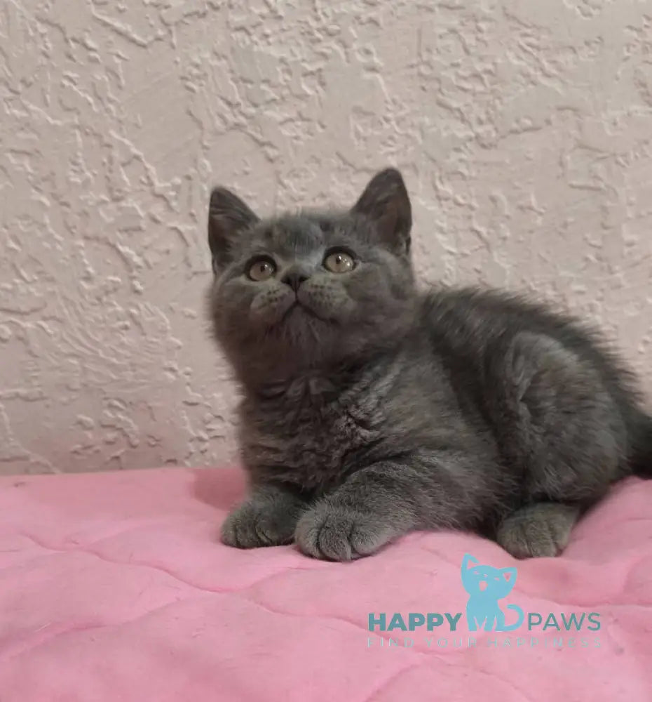 Larik British Shorthair male blue live animals