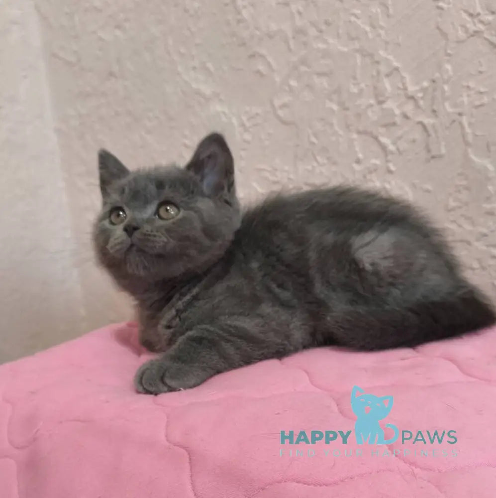 Larik British Shorthair male blue live animals