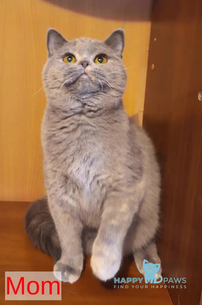 Larik British Shorthair male blue live animals