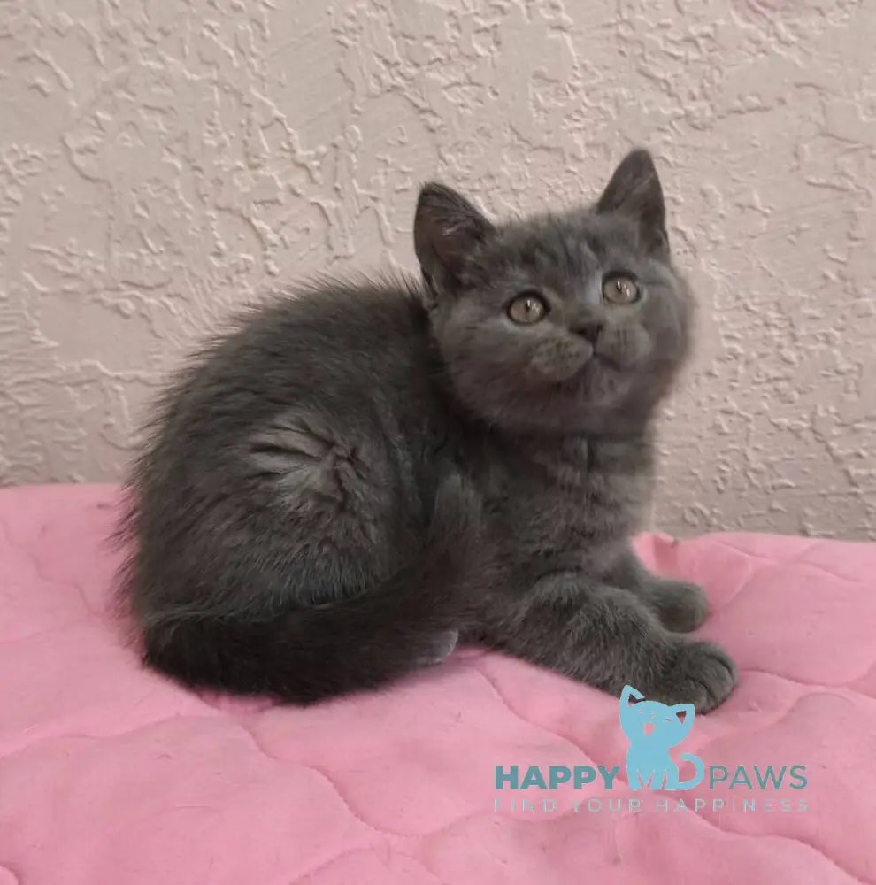 Larik British Shorthair male blue live animals