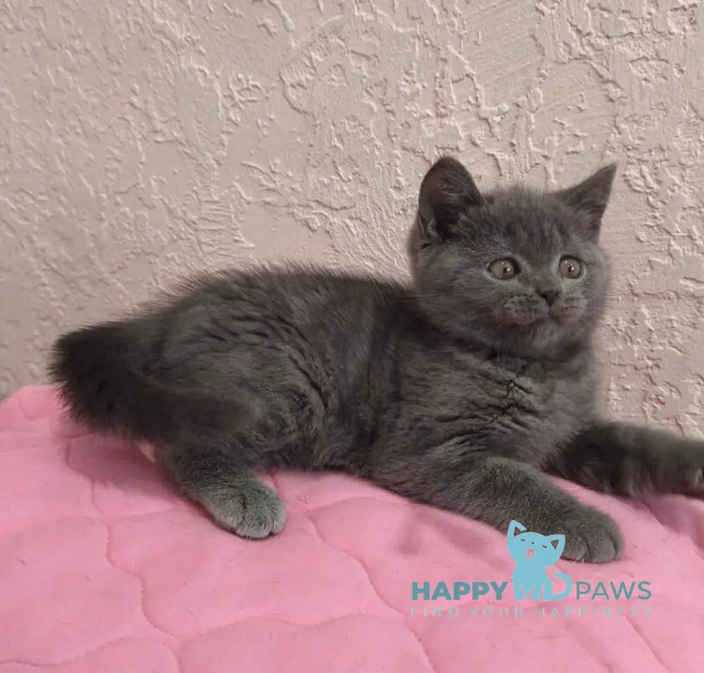 Larik British Shorthair male blue live animals