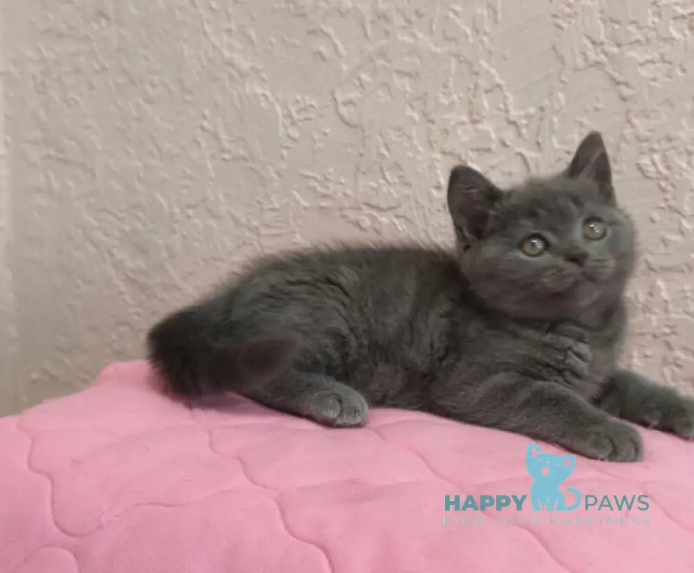 Larik British Shorthair male blue live animals