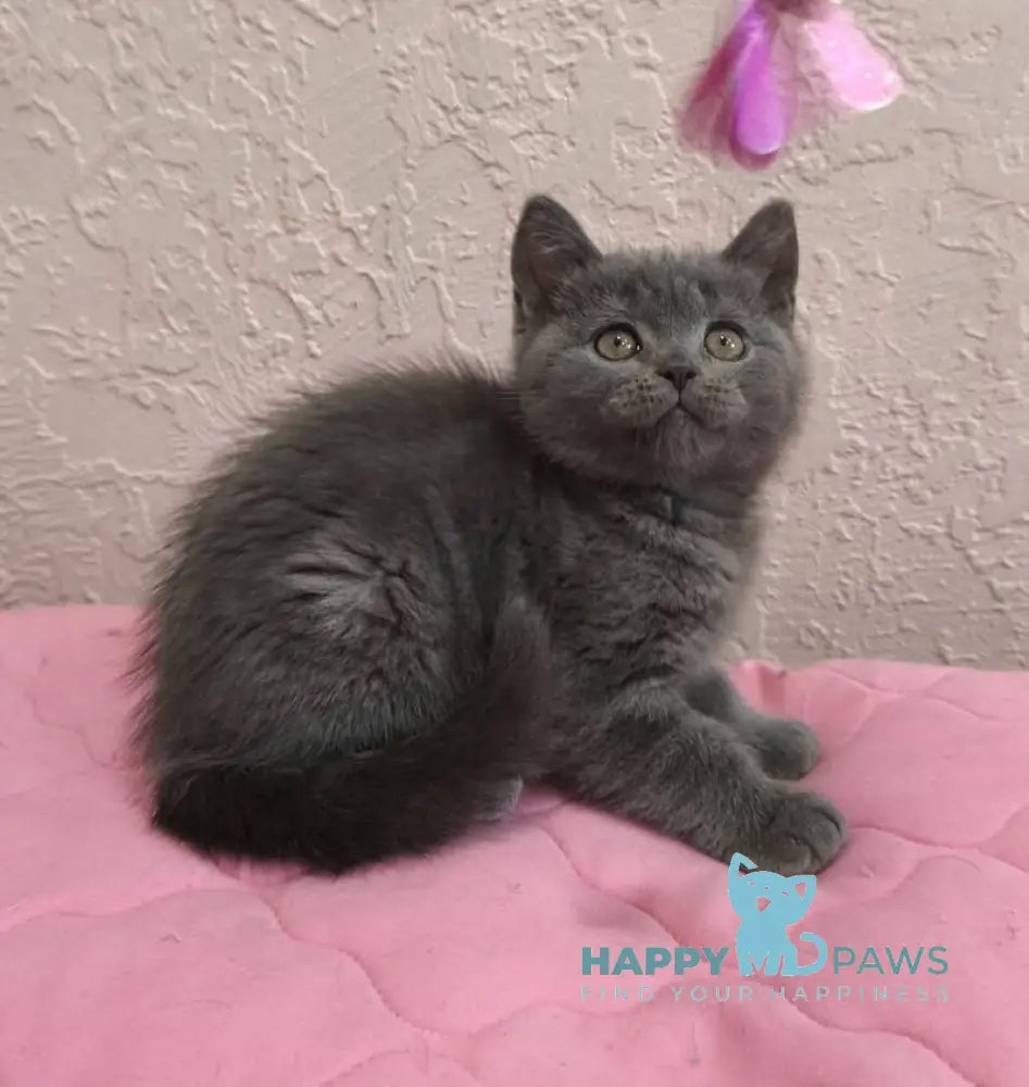 Larik British Shorthair male blue live animals